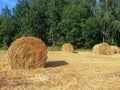 Field with harvested wheat in stacks Royalty Free Stock Photo