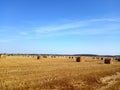 Field with harvested wheat in stacks