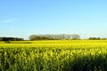 The field has blossomed yellow.