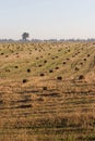 Field with hay Royalty Free Stock Photo