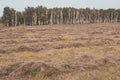 A field with hay and a birch forest at the end Royalty Free Stock Photo