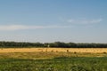 Field with haystacks Royalty Free Stock Photo