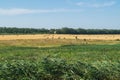 Field with haystacks Royalty Free Stock Photo
