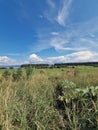 A field with haystacks and a river on  horizon Royalty Free Stock Photo