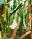 Field with heaps of haricot beans in summer Royalty Free Stock Photo