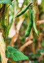 Field with heaps of haricot beans in summer Royalty Free Stock Photo