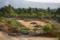 field with heaps of manure and huge number of white herons and ibises