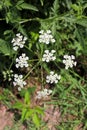 Field Hedge Parsley