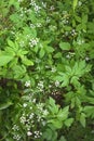 Field Hedge Parsley