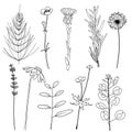 Field herbs Set of hand drawn vector illustration
