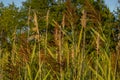 Field herbs at sunset before a wooded forest Royalty Free Stock Photo