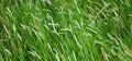 Field with a high Timothy grass Royalty Free Stock Photo