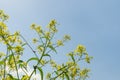 Field honey plants, wild yellow flowers against the blue sky. Bottom view. Natural summer background Royalty Free Stock Photo