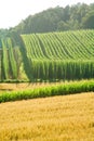 Field of Hops