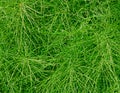 Field horsetail Royalty Free Stock Photo