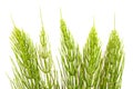 Field Horsetail Royalty Free Stock Photo