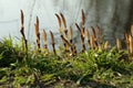 Field horsetail Royalty Free Stock Photo