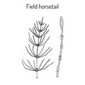 Field Horsetail or Equisetum arvense