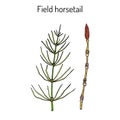 Field Horsetail or Equisetum arvense