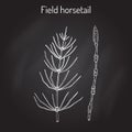 Field Horsetail or Equisetum arvense