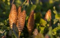 Field Horsetail Equisetum arvense. Royalty Free Stock Photo