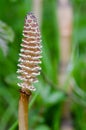Field horsetail (Equisetum arvense) fertile stem close-up Royalty Free Stock Photo