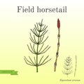 Field Horsetail Equisetum arvense