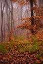 Field horsetail herb in the forest during fall season. Equisetum arvense medicinal plant on a foggy day