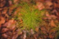 Field horsetail herb in the forest during fall season. Equisetum arvense medicinal plant on a foggy day Royalty Free Stock Photo