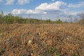 Field with horsetail plant in early spring. Royalty Free Stock Photo