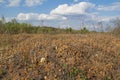 Field with horsetail plant in early spring.