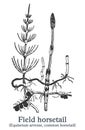 Field horsetail. Vector hand drawn plant. Vintage medicinal plant sketch.