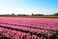 Field of Hyacinths near Lisse, in the Netherlands