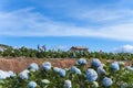 Field of hydrangeas flowers, these beautiful flowers are grown at land Da Lat, Vietnam