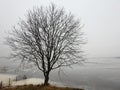Winter flood in field and beautiful tree , Lithuania Royalty Free Stock Photo