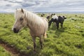 A field of Icelandic horses Royalty Free Stock Photo