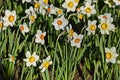 Field illuminated by a white spring daffodil or narcissus with an orange heart in bloom