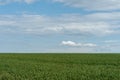 Green grain fields Royalty Free Stock Photo