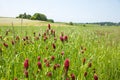 Field interspersed with crimson clover, trifolium incarnatum Royalty Free Stock Photo