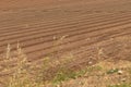 A field irrigated by the drip method