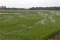 Field irrigation artificial rain plant water Royalty Free Stock Photo