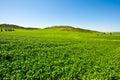 Field in Israel