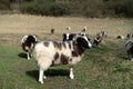 A Field With Jacob Sheep Breed With Horns Looking Around and Walking To the Camera Royalty Free Stock Photo