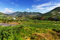 Field in Java Royalty Free Stock Photo