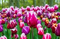 Field of Jord aximensis tulips, of the Liliaceae family Royalty Free Stock Photo