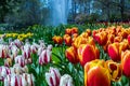 Field of Jord aximensis tulips, white, red and yellow from the Liliaceae family Royalty Free Stock Photo