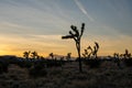 Field of Joshua Trees in later afternoon light Royalty Free Stock Photo