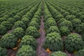 Field of kale or farmers cabbage Royalty Free Stock Photo