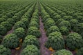 Field of kale or farmers cabbage Royalty Free Stock Photo