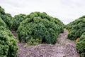 Field of kale or farmers cabbage Royalty Free Stock Photo